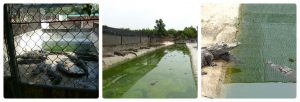 Crocodiles Die Horrifically In Vietnam 