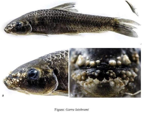new freshwater edible fish from Koraput
